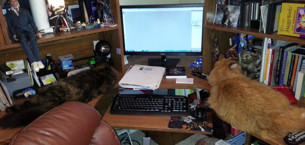 desk cats